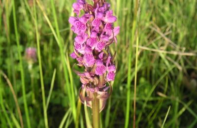 Knabenkraut - Orchidee [1]